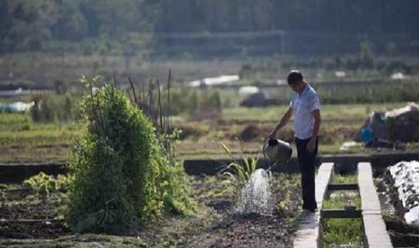 干旱少雨情况下春花生播种的播种方法