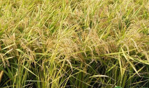 水稻纹枯病的症状是什么？想预防纹枯病得做好这几点！