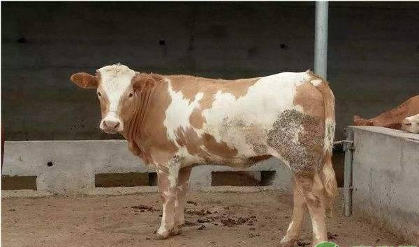 肉牛食盐中毒病因及预防方法