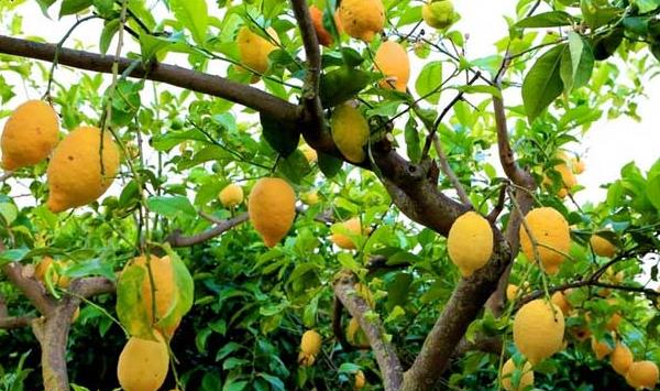 柠檬种植