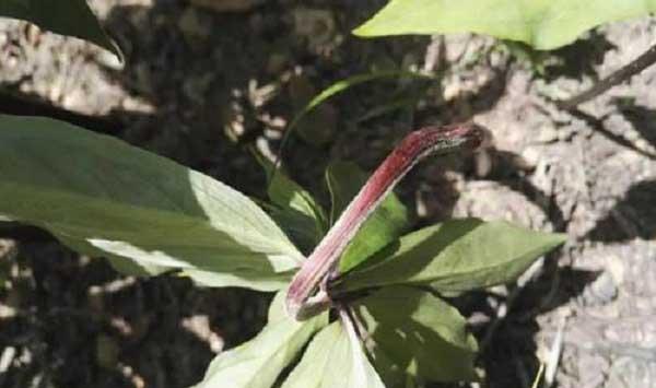 重楼常见的病虫害的危害特征