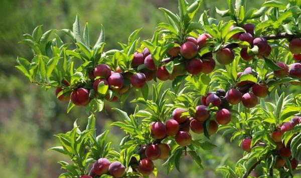 李子树种植技巧