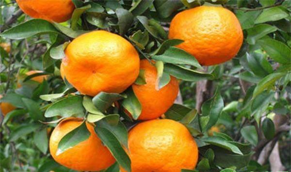 柑橘如何放秋梢？这六种情况下需提前放秋梢，大家记住了！