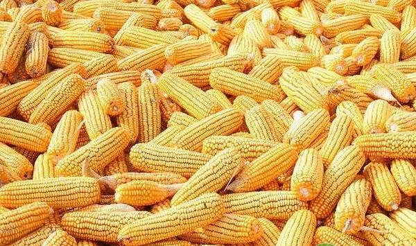 种植课堂：玉米施肥方法和用量