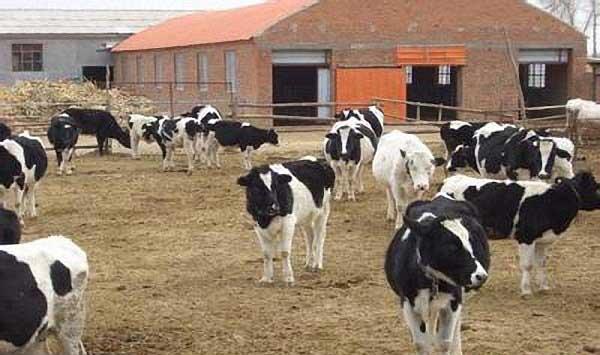 夏季养殖奶牛的防暑降温措施