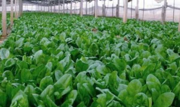 秋季用这六个方法种植菠菜，高产不是大问题！