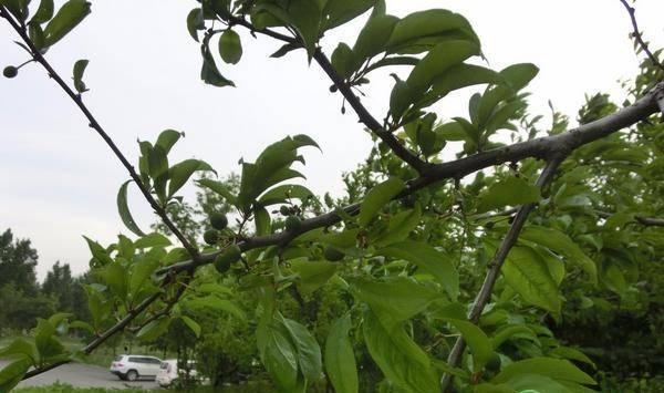 李子树种植管理