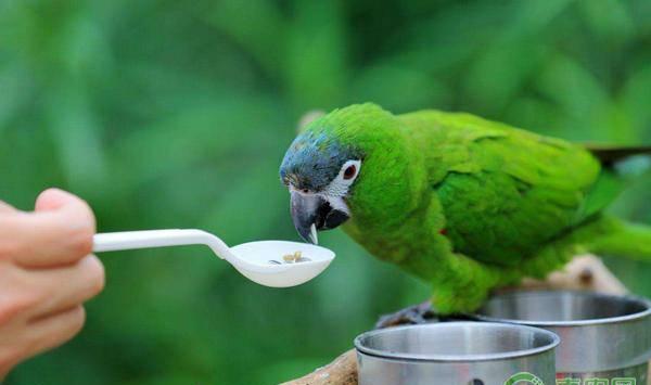 鹦鹉的常见疾病及防治措施