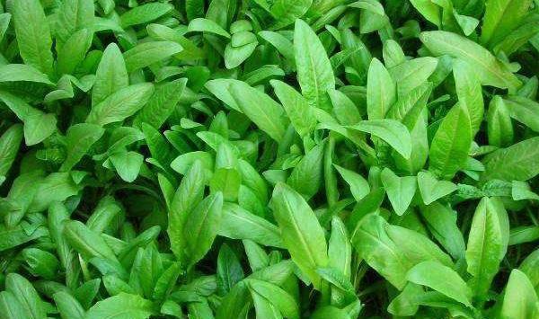 油麦菜播种时间和种植方法