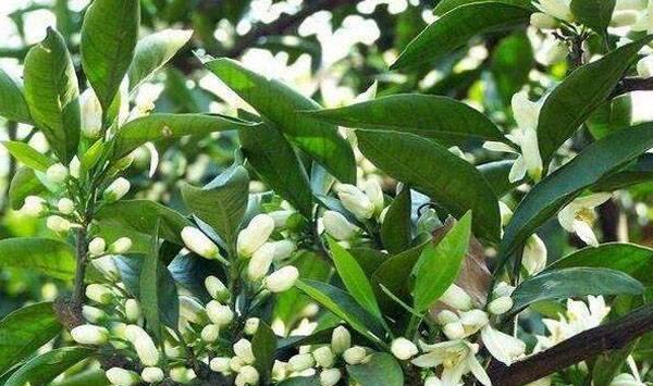 磷酸二氢钾优势