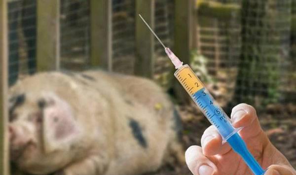 给猪注射疫苗不能大意，这八个禁忌不能犯！