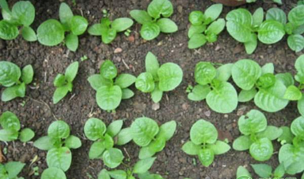 盆栽木耳菜种植方法及日常管理