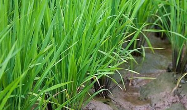 水稻移栽后得做好这四个管理，否则会严重减产！