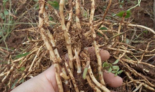 鱼腥草种植环境