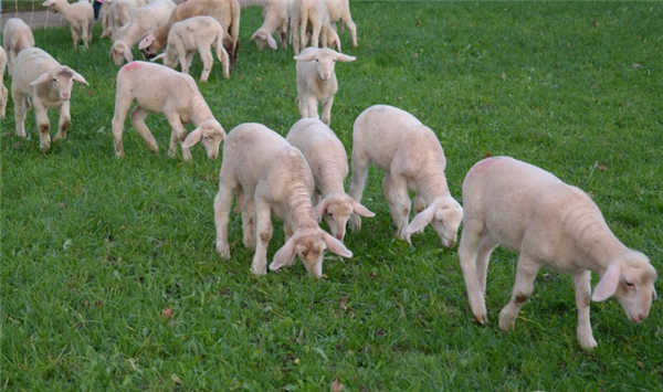 肉羊养殖技巧