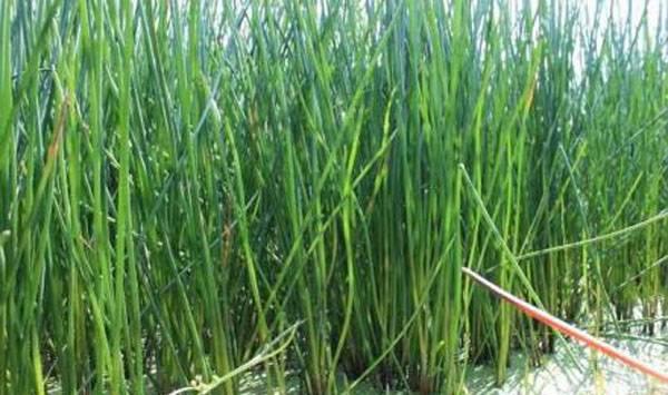 野荸荠防治方法