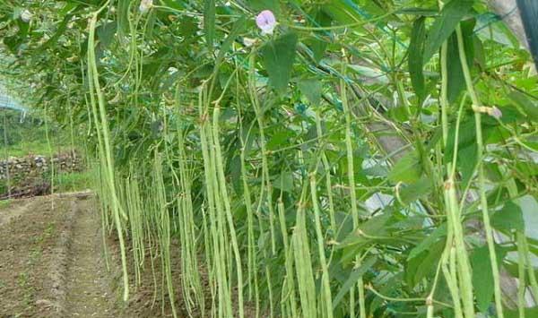 入伏后可以种植什么蔬菜？注意事项有哪些？