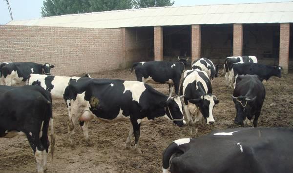 夏季养殖奶牛的防暑降温措施