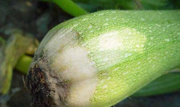 西葫芦白粉病防治方法