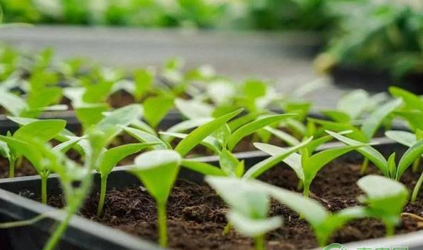 盆栽木耳菜种植方法及日常管理