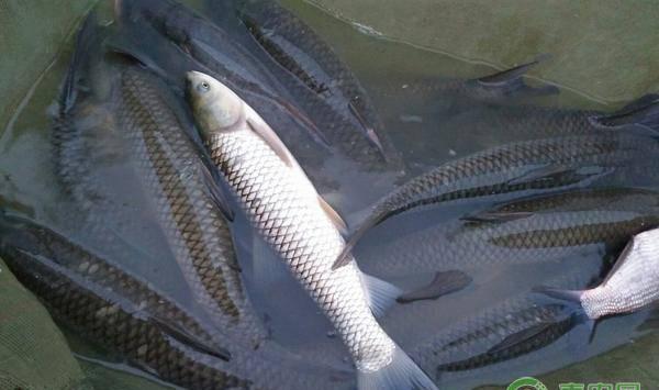 农村养鱼容易进入的四大误区，教你如何正确养鱼！