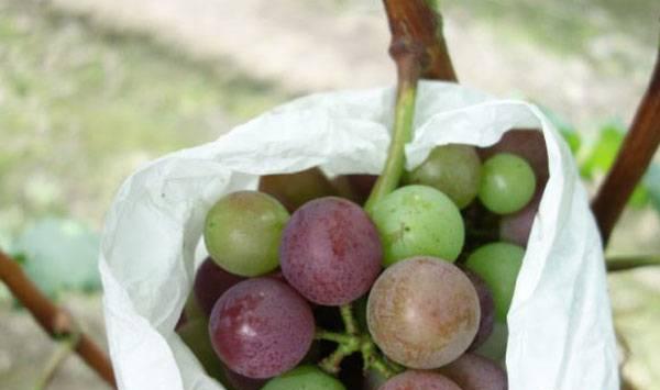 葡萄着色期管理