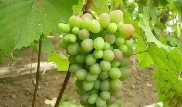 葡萄着色期注意事项