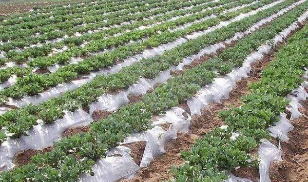 干旱少雨情况下春花生播种的播种条件