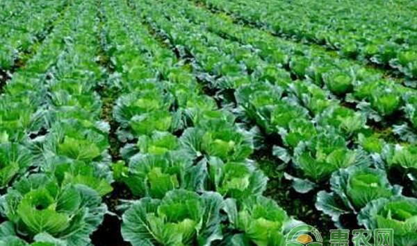 种的大白菜不包心？主要是这四个方面造成的