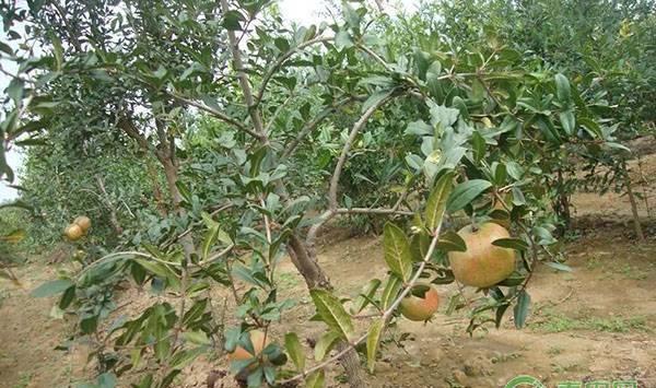 种植石榴怎样选择优质的品种？选这三个品种就很不错！