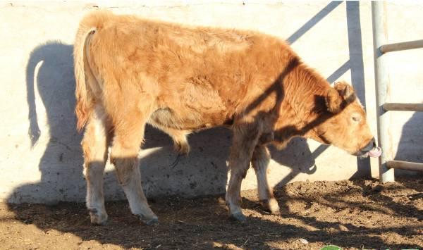 肉牛食盐中毒病因及预防方法