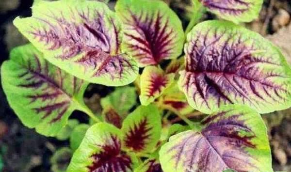 苋菜播种方法和种植技术