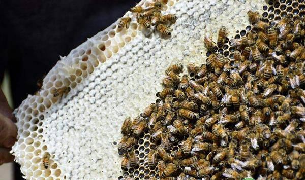 蜂王交尾总是失败？这四大原因你知道吗？