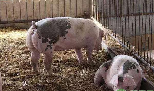 养猪户选购优质猪苗的技巧，选购猪苗需注意的事项！