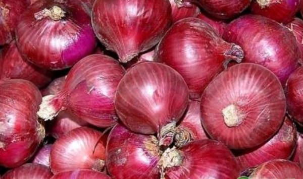 洋葱种植技巧