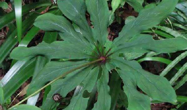 重楼常见的病虫害的防治方法