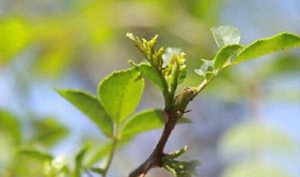 花椒种子快速发芽的技巧