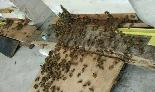 蜜蜂爬蜂弃子的原因