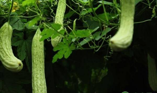 种植苦瓜