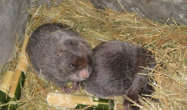 养殖竹鼠的方法