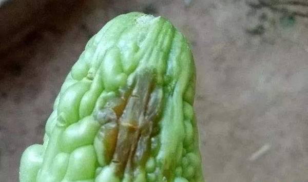苦瓜炭疽病防治方法