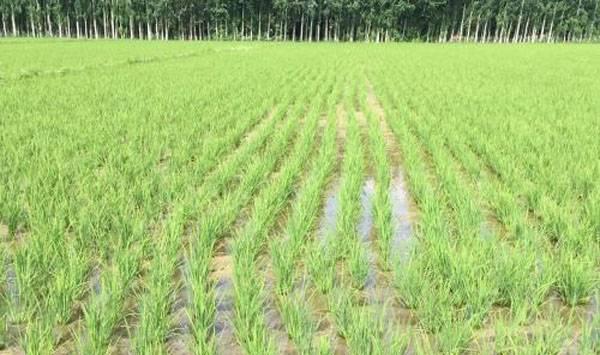 水稻移栽后得做好这四个管理，否则会严重减产！