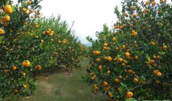 椪柑种植时间和管理要点