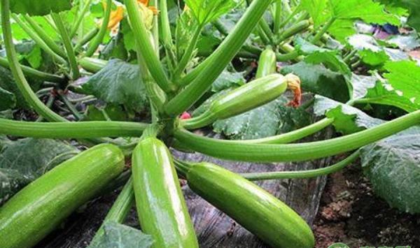 大棚西葫芦秋延后栽培技术要点