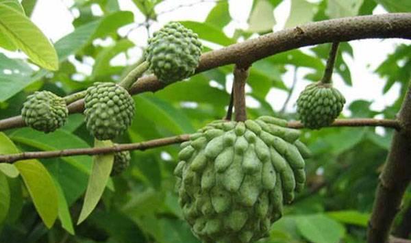 番荔枝栽种技术