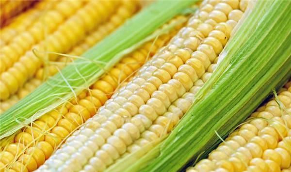 玉米种植方法