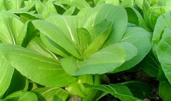 上海青种植方法