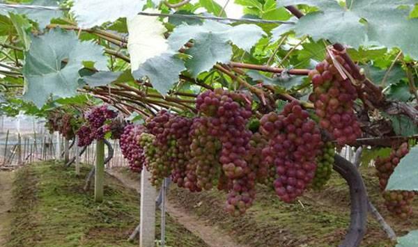 7月葡萄注意事项