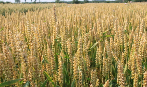 小麦种植技巧