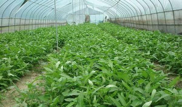 空心菜的栽培时间和技术
